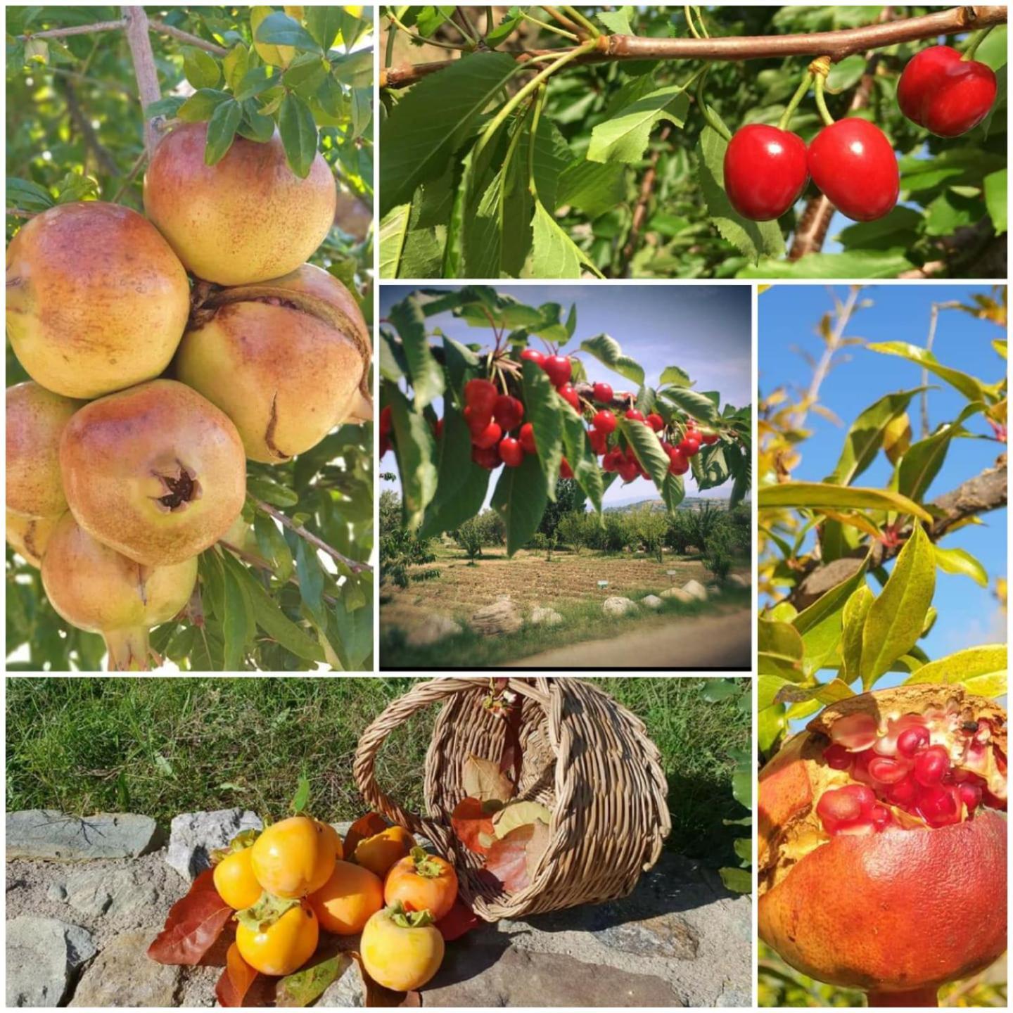Вилла Agri Art San Benedetto Ullano Экстерьер фото