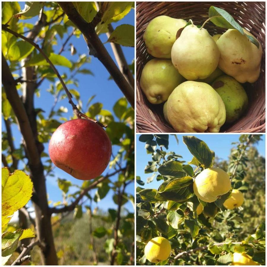Вилла Agri Art San Benedetto Ullano Экстерьер фото